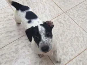 Cachorro raça Vira lata  idade 2 a 6 meses nome Baltazar 