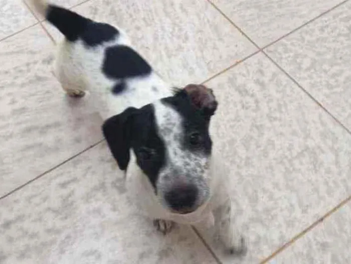 Cachorro ra a Vira lata  idade 2 a 6 meses nome Baltazar 