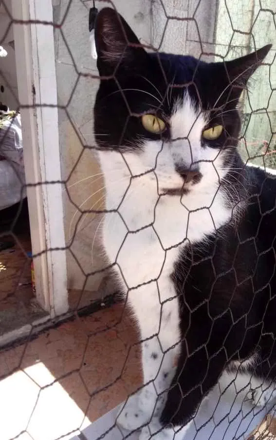 Gato raça Std idade 1 ano nome Diego 