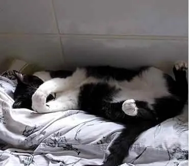 Gato raça Std idade 1 ano nome Diego 