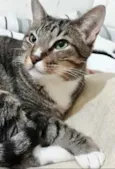 Gato raça Srd idade 1 ano nome Tigue
