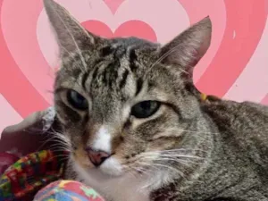 Gato raça Srd idade 1 ano nome Tigue