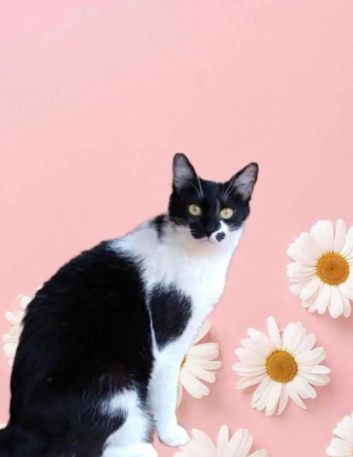 Gato raça Srd idade 1 ano nome Sarah