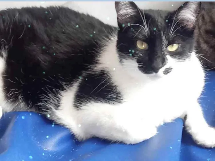 Gato raça Srd idade 1 ano nome Sarah