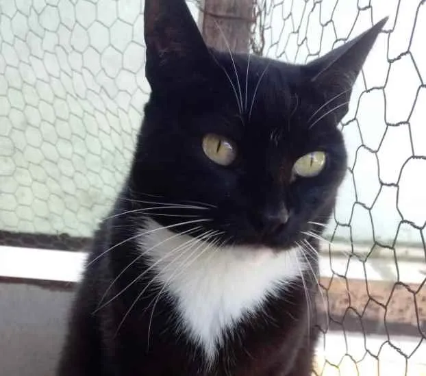 Gato raça Srd idade 1 ano nome Gigi belíssima 