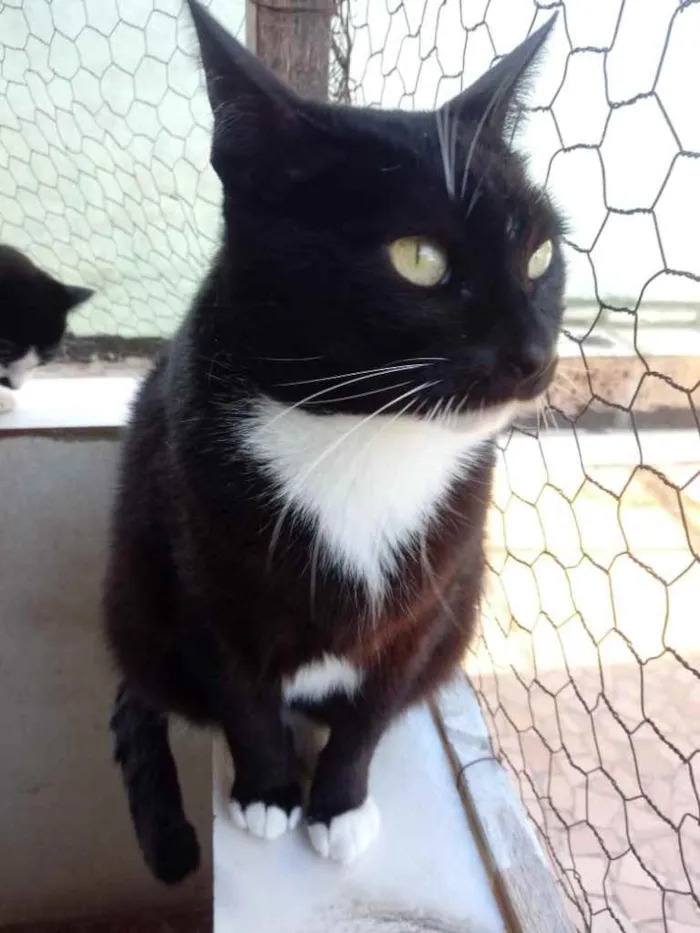 Gato raça Srd idade 1 ano nome Gigi belíssima 