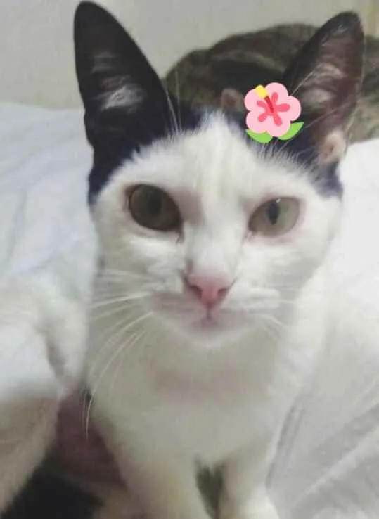 Gato raça Srd  idade 1 ano nome Cherry 