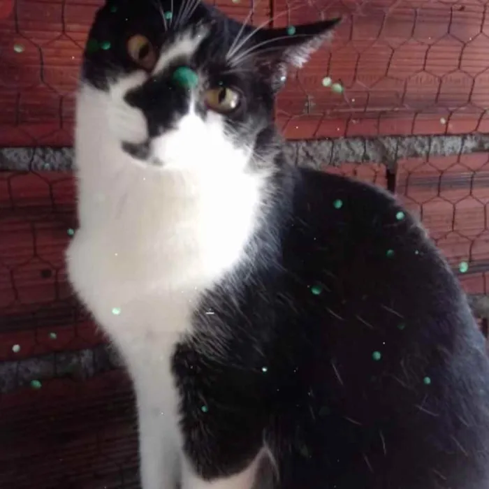 Gato raça Srd idade 1 ano nome Linguiça 