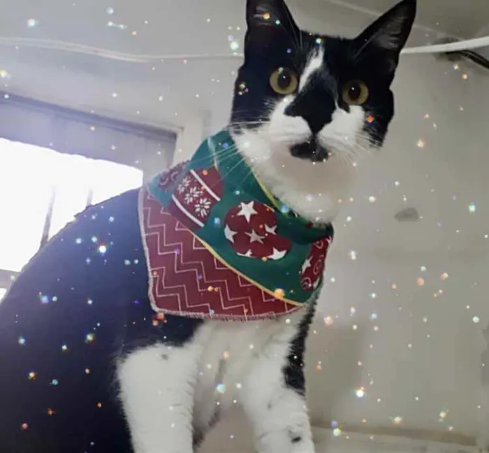 Gato raça Srd idade 1 ano nome Linguiça 