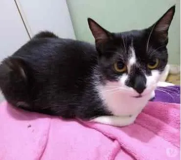 Gato raça Srd idade 1 ano nome Linguiça 