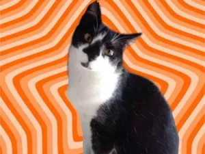 Gato raça Srd idade 1 ano nome Linguiça 
