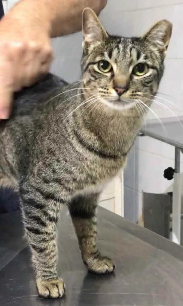 Gato raça Srd idade 1 ano nome Gucci lindo 