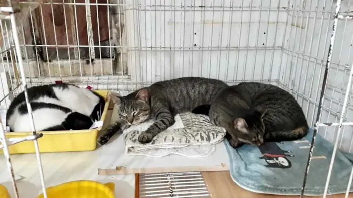 Gato raça Srd idade 1 ano nome Gucci lindo 