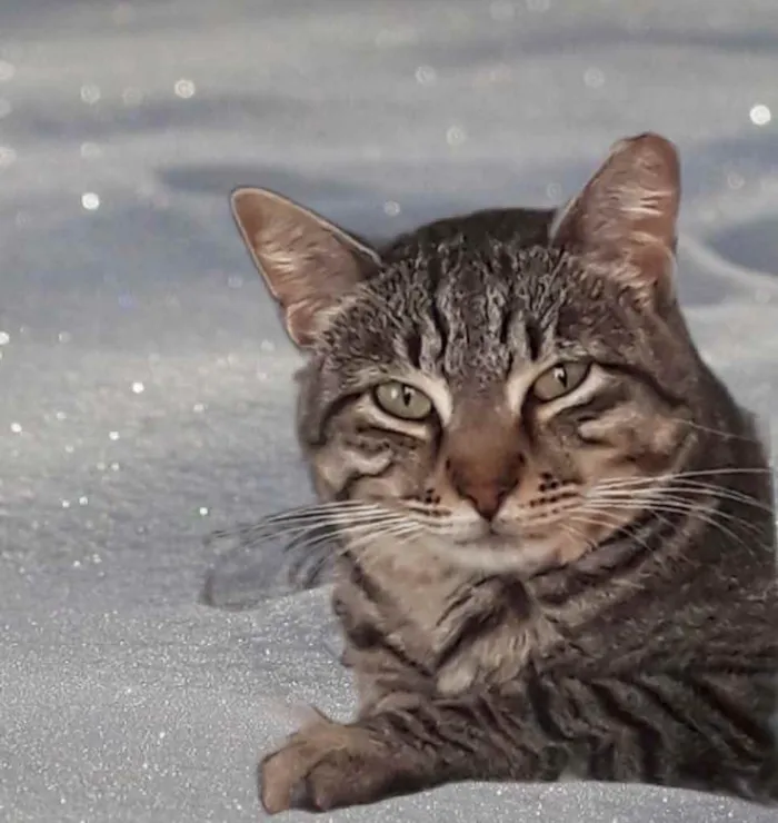 Gato raça Std idade 1 ano nome Giorgio lindo 