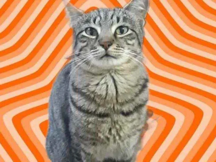 Gato raça Std idade 1 ano nome Giorgio lindo 