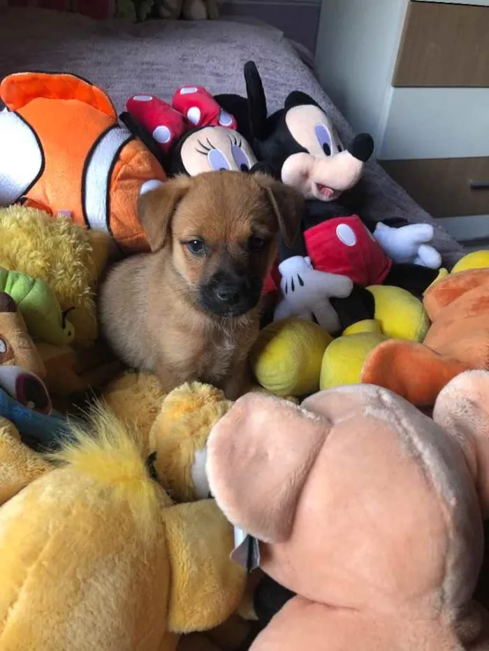 Cachorro raça SRD  idade Abaixo de 2 meses nome Sem Nome