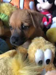 Cachorro raça SRD  idade Abaixo de 2 meses nome Sem Nome