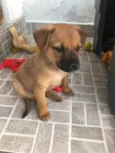 Cachorro raça SRD  idade Abaixo de 2 meses nome Sem Nome
