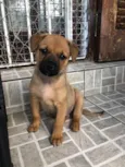 Cachorro raça SRD  idade Abaixo de 2 meses nome Sem Nome