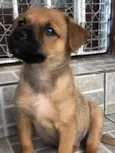 Cachorro raça SRD  idade Abaixo de 2 meses nome Sem Nome