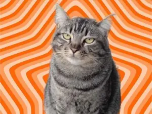 Gato raça Srd  idade 1 ano nome Tom 