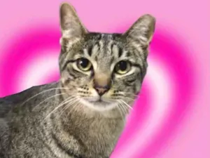 Gato raça Srd idade 1 ano nome Gucci lindo 