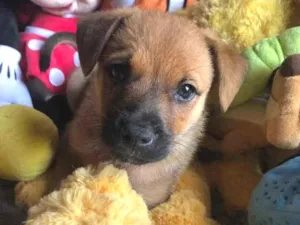 Cachorro raça SRD  idade Abaixo de 2 meses nome Sem Nome