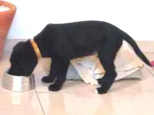 Cachorro raça Vira lata idade 1 ano nome Logan