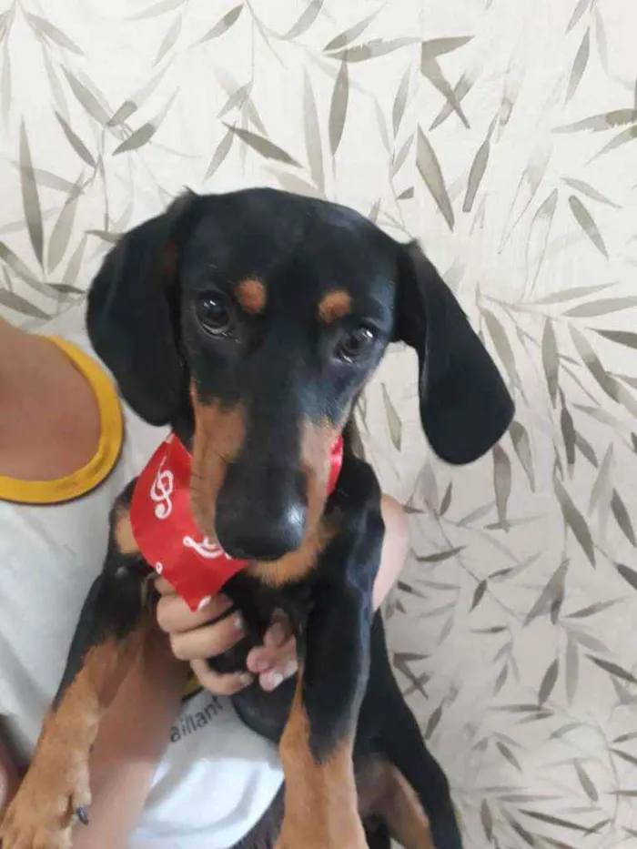 Cachorro ra a Basset idade 1 ano nome Sem nime
