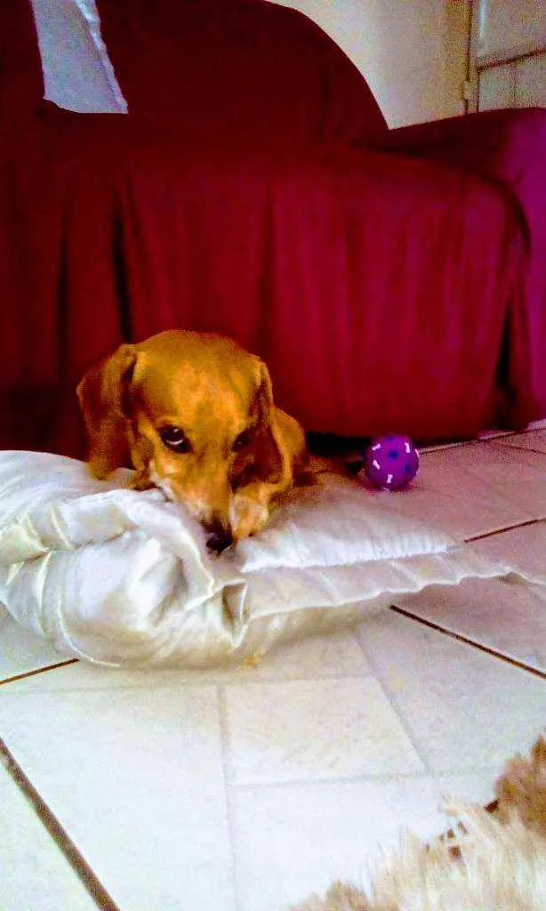 Cachorro raça Doukchoud ( salsicha) idade 6 ou mais anos nome Marley