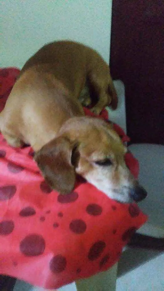 Cachorro raça Doukchoud ( salsicha) idade 6 ou mais anos nome Marley