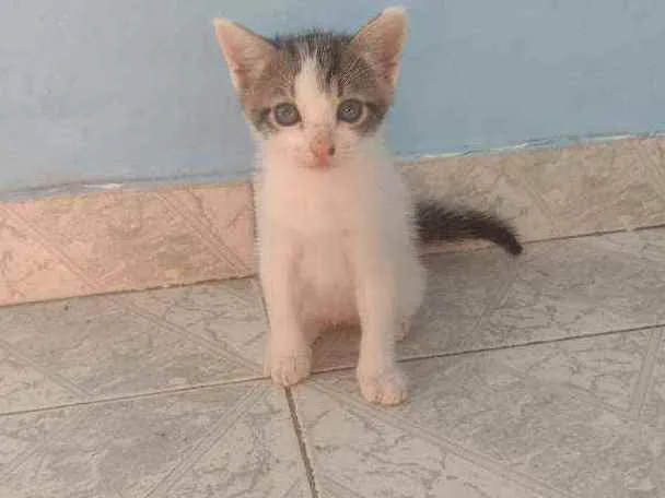 Gato ra a Mestiço  idade Abaixo de 2 meses nome Sem nome