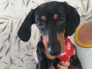 Cachorro raça Basset idade 1 ano nome Sem nime