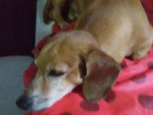 Cachorro raça Doukchoud ( salsicha) idade 6 ou mais anos nome Marley