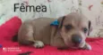 Cachorro raça  idade Abaixo de 2 meses nome Filhotes Ana