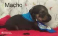 Cachorro raça  idade Abaixo de 2 meses nome Filhotes Ana