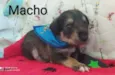 Cachorro raça  idade Abaixo de 2 meses nome Filhotes Ana