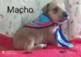 Cachorro raça  idade Abaixo de 2 meses nome Filhotes Ana