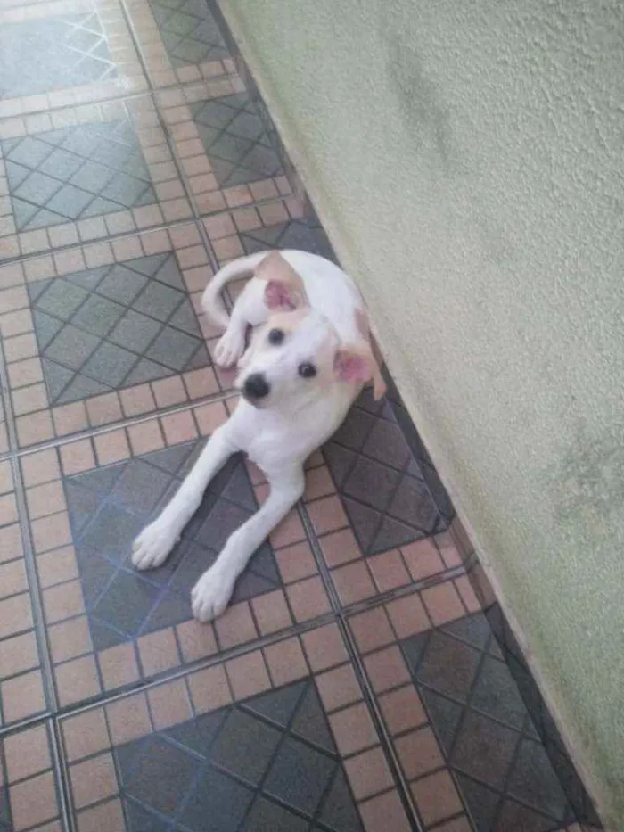 Cachorro ra a Lata idade 2 a 6 meses nome Spaki