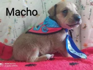 Cachorro raça  idade Abaixo de 2 meses nome Filhotes Ana