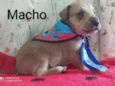 Cachorro raça  idade Abaixo de 2 meses nome Filhotes Ana