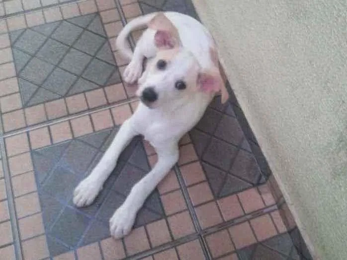 Cachorro ra a Lata idade 2 a 6 meses nome Spaki