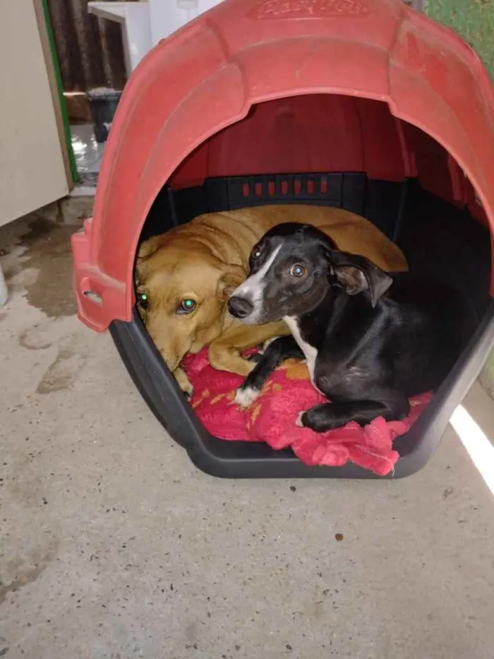 Cachorro ra a srd idade 7 a 11 meses nome Amora