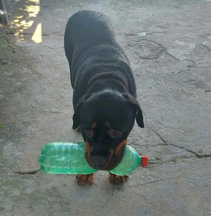 Cachorro ra a Rotwailller idade 4 anos nome Jade