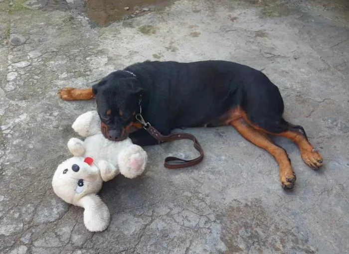 Cachorro ra a Rotwailller idade 4 anos nome Jade