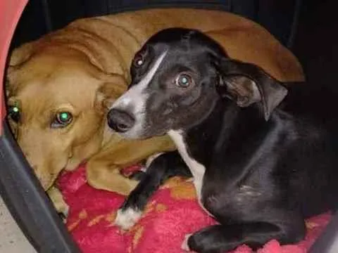 Cachorro ra a srd idade 7 a 11 meses nome Amora