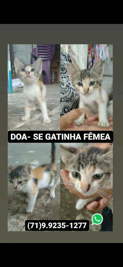 Gato ra a Não sei idade Abaixo de 2 meses nome Não tem nome 