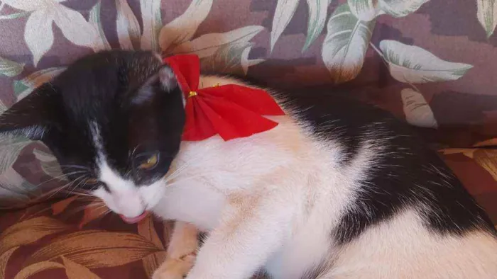 Gato ra a Sem raça  idade 2 a 6 meses nome Ferrugem