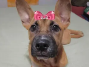 Cachorro raça Mestiça  idade 1 ano nome Amora 