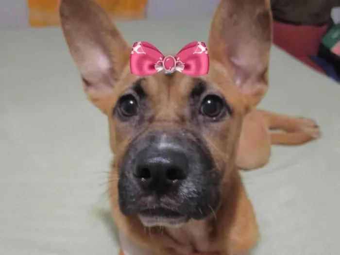 Cachorro ra a Mestiça  idade 1 ano nome Amora 